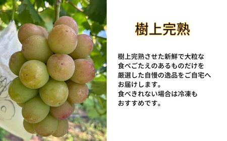 訳あり 悟紅玉 旧ゴルビー 2房(計800g以上) 産地直送 朝採れ ぶどう 葡萄 岡山 Kawahara green Farm 岡山県産 2026年