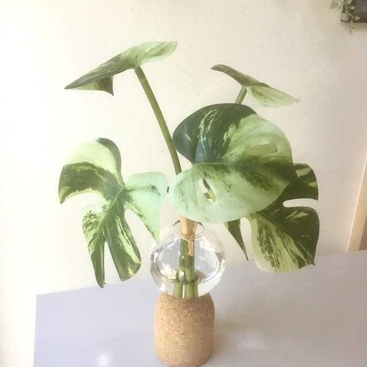 倒してもこぼれないお水 癒しのグリーン「モンステラ」光触媒