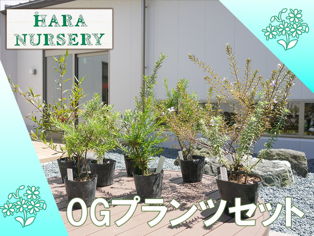 【ふるさと納税】OGプランツセット　花 苗 植物 家庭菜園 花壇 プランター ガーデニング（BS176）
