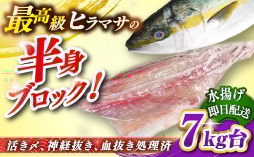 壱岐島産天然ヒラマサ（7キロ台・半身ブロック） 《壱岐市》【壱岐島　玄海屋】[JBS088] ヒラマサ 魚 刺身 煮物 カルパッチョ お寿司  58000 58000円