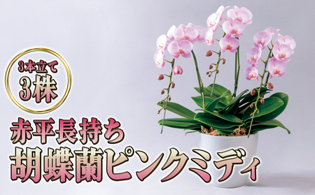 胡蝶蘭ピンクミディ赤平長持ちギフト胡蝶蘭【3株3本立て】