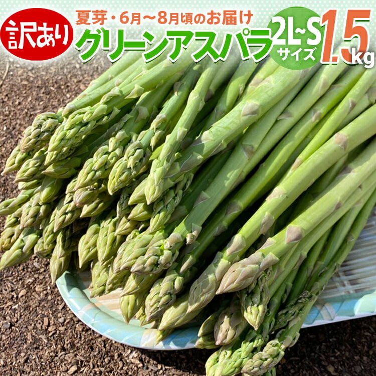 【ふるさと納税】数量限定 訳あり 規格外 アスパラ 2L～Sサイズ 1.5kg 朝採り 直送 夏芽 グリーンアスパラガス 朝採れ 先行予約 【6月から8月お届け】 BT04 BT08 BT-S0004