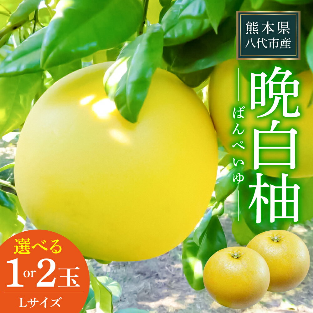 【ふるさと納税】 晩白柚 Lサイズ 1玉～2玉 【選べる玉数】 ばんぺいゆ 柑橘 果物 くだもの フルーツ 特産品 熊本県 八代市 送料無料【2026年12月中旬より順次発送】