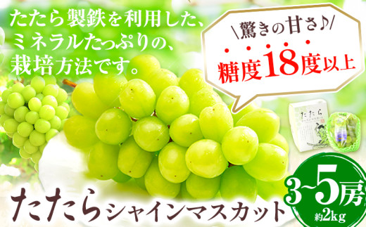 【先行予約】マスカット シャインマスカット 約2kg （3～5房） たたらみねらるシャインマスカット ギフト 糖度18度以上 フルーツ 種無し ぶどう 《2026年8月下旬-10月下旬頃出荷予定》 Y&G．ディストリビューター 岡山県 笠岡市