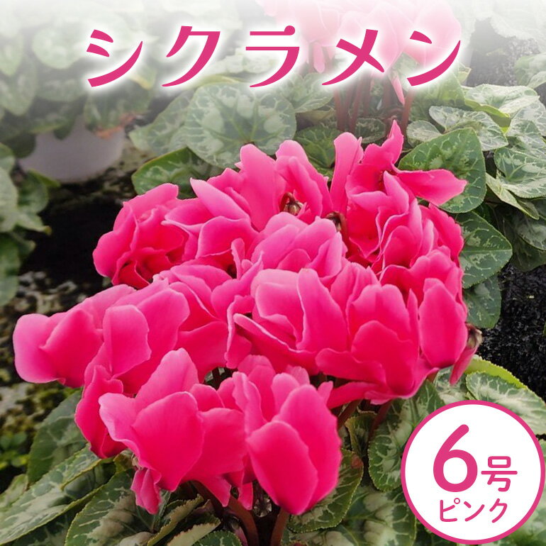 【ふるさと納税】シクラメン 6号 ピンク系 フラワーギフト 鉢植え 鉢 ギフト ビッグサイズ 鉢花 お歳暮 ガーデンシクラメン ミニシクラメン プレゼント 希少 クリスマス 誕生日 結婚記念日 花ギフト 送料無料