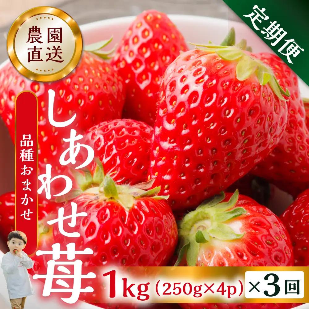 【定期便3回】【2027年1月より発送開始】自宅用 いちご 品種おまかせ 1kg (250g × 4p ）3か月 3回 ｜品種おまかせ （紅ほっぺ/よつぼし/かおり野） フルーツ 果物 苺 イチゴ しあわせ苺 サイズ バラバラ 訳あり 訳アリ 含む 農園直送 人気 国産 岐阜県 本巣市 2027年 先行予約 45000円 family農園watanabe [mt1307]