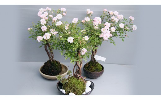 ※画像はイメージです。