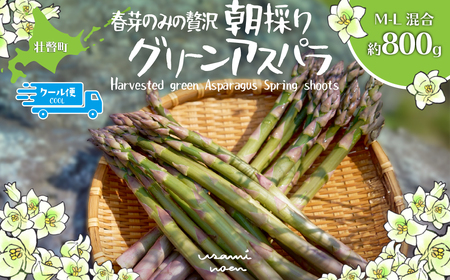 【2026年予約】朝採りグリーンアスパラ（春芽）M-L混合 約800g 北海道壮瞥町産 SBTAJ031