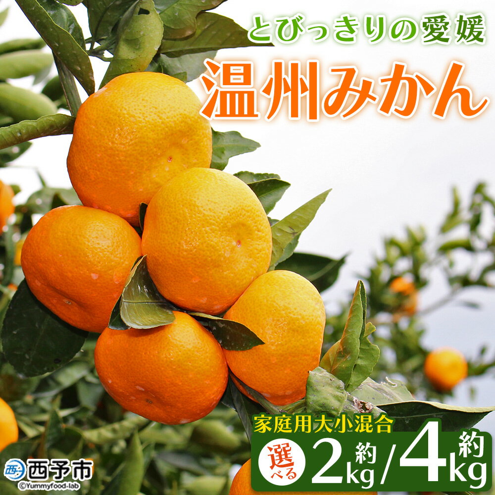 【ふるさと納税】先行予約 ＜とびっきりの愛媛 温州みかん 約2kg／4kg（家庭用大小混合）＞ 訳あり 家庭用 果物 柑橘 フルーツ 蜜柑 うんしゅうみかん ウンシュウミカン 特産品 片山果樹園 食べて応援 西宇和 愛媛県 西予市【常温】『2025年11月下旬～12月迄に順次出荷予定』