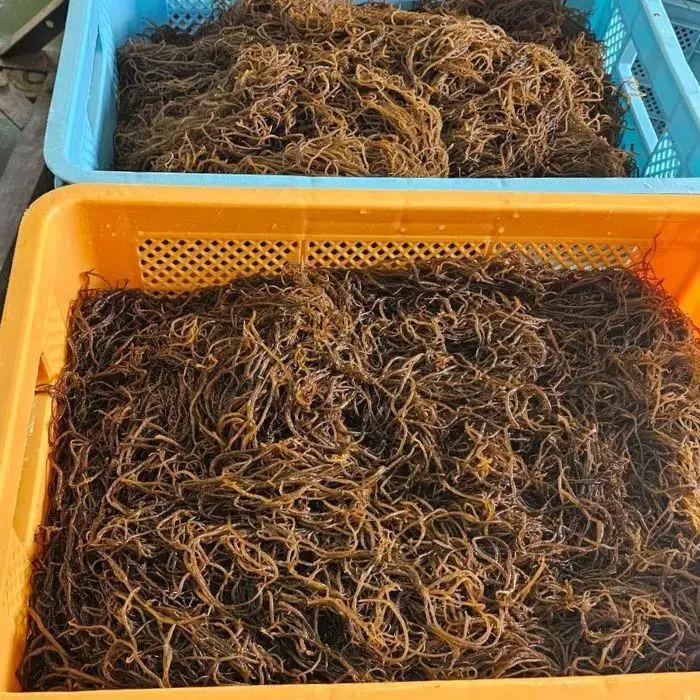 漁師直送！宮古島産生太もずく（1kg）｜沖縄宮古島 モズク 海藻 生もずく ヘルシー 食物繊維（CW35）