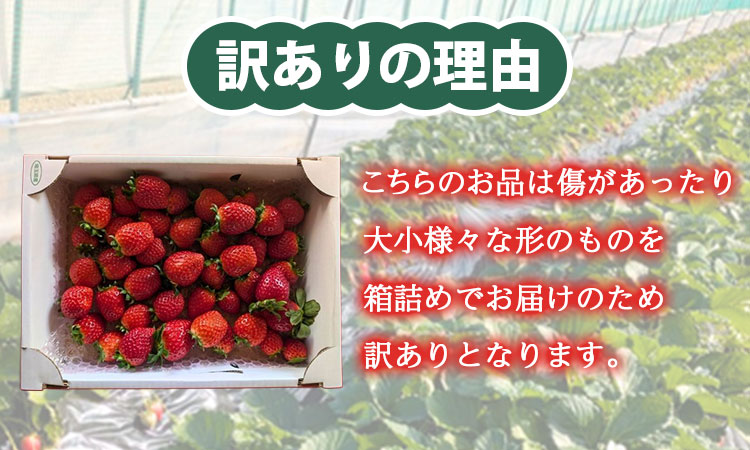 【先行受付】【訳あり】いちご『 あまりん 』サイズミックス １kg以上 【潰れが気にならない方限定】 【苺】 イチゴ おおきい スイーツ あかい 果物 ふるさと納税 いちご うまい フルーツ 期間限定