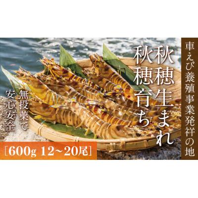 ふるさと納税 山口市 旭水産活き車海老(あいおえび)600g(12〜20尾)【養殖】 D036