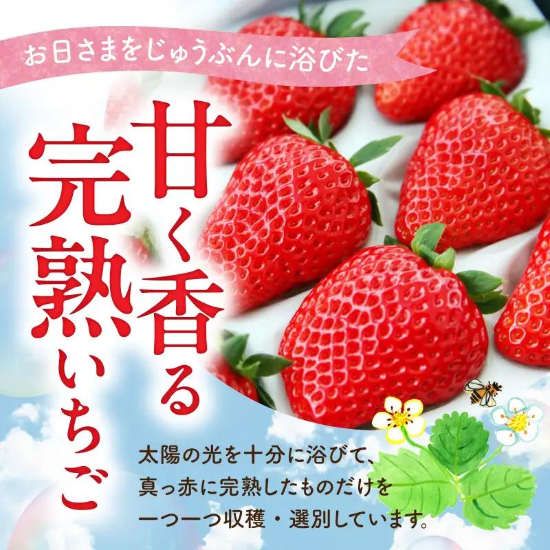【定期便】お日さまの雫 完熟朝採りプレミアムいちご1トレー　３か月定期便 AM-00019T