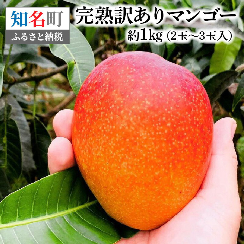 【ふるさと納税】 完熟 訳あり マンゴー 約1kg （ 2玉 ～ 3玉 入） 果物 フルーツ 果実 農家 クリーミー 主婦の店 森商事 ふるさと納税 知名町 おすすめ ランキング プレゼント ギフト