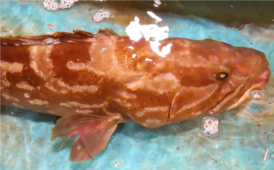 丸ごと1匹お届け！長崎近海 天然アラ (クエ) 3kg台 (3.2～3.8kg、5～6人前) ／ 魚 鮮魚 魚介 海鮮 高級魚 くえ あら 血抜き 鍋 刺身 大将農園 長崎県 長崎市 【2025年9月