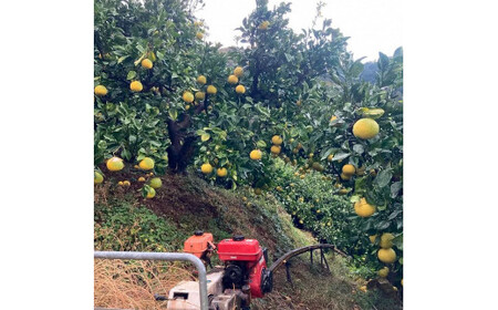 森田さん家の丸神（神谷）文旦（約10kg入り・2Lから5Lサイズ）