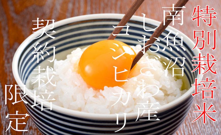 【令和7年産】【定期配送4Kg×12ヶ月】特別栽培 生産者限定  南魚沼しおざわ産コシヒカリ【2025年10月上旬より順次発送予定】