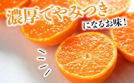みかん 温州みかん 2.5kg 小玉大玉 無選果 大小混合【みかん みかん みかん みかん みかん みかん】 ms-0071