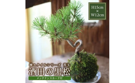 SL0203　禅スタイルシリーズ　苔玉 「酒田の黒松」