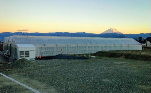 フルーツトマト「太陽のめぐみ」2kg（フルティカ＆ティポ） ALPBI003