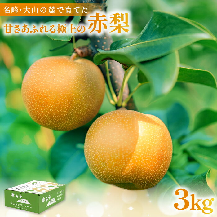 【ふるさと納税】新甘泉3kg箱(鳥取県大山町産梨)【梨 新甘泉 先行予約 季節限定 赤梨 3kg 6玉～9玉 なし 期間限定 果物 フルーツ くだもの 数量限定】