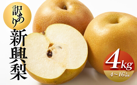 【先行予約】【訳あり】新興梨 4kg（4～16玉前後）※2026年10月上旬～11月下旬頃に順次発送予定 【梨 なし 果物 フルーツ くだもの 鳥取県産 北栄町 おすすめ 人気】