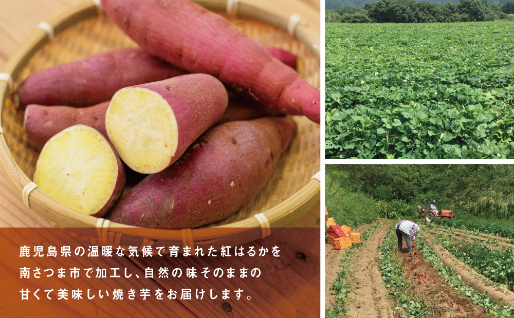 【鹿児島県産】紅はるか 冷凍やきいも 計2.5kg（500g×5袋） スイーツ さつまいも サツマイモ べにはるか 焼き芋 焼いも 冷凍 JA 南さつま市