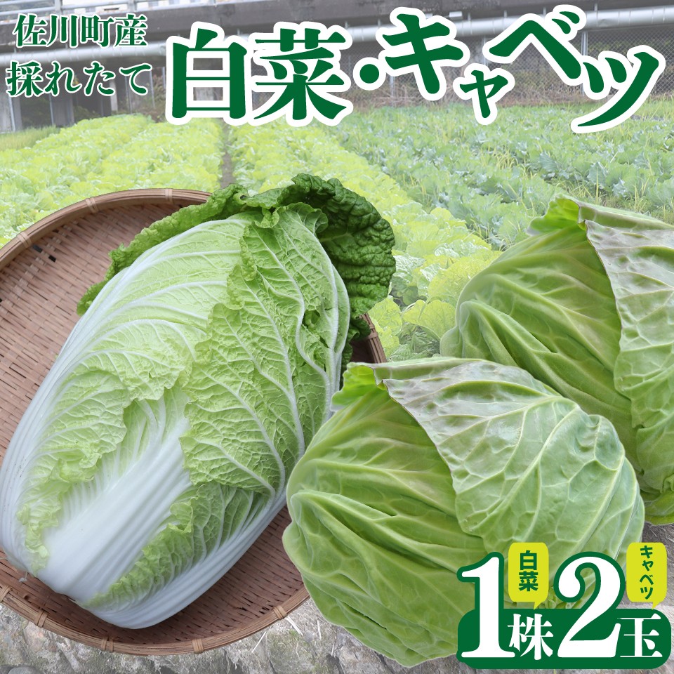
                  ＜2026年12月以降お届け＞【佐川町産 白菜 1株（約2.5kg）／キャベツ2玉（約2kg）】 冬野菜 高知 新鮮 野菜 お鍋用 シチュー用 漬物 千切り 事前予約受付中 
                