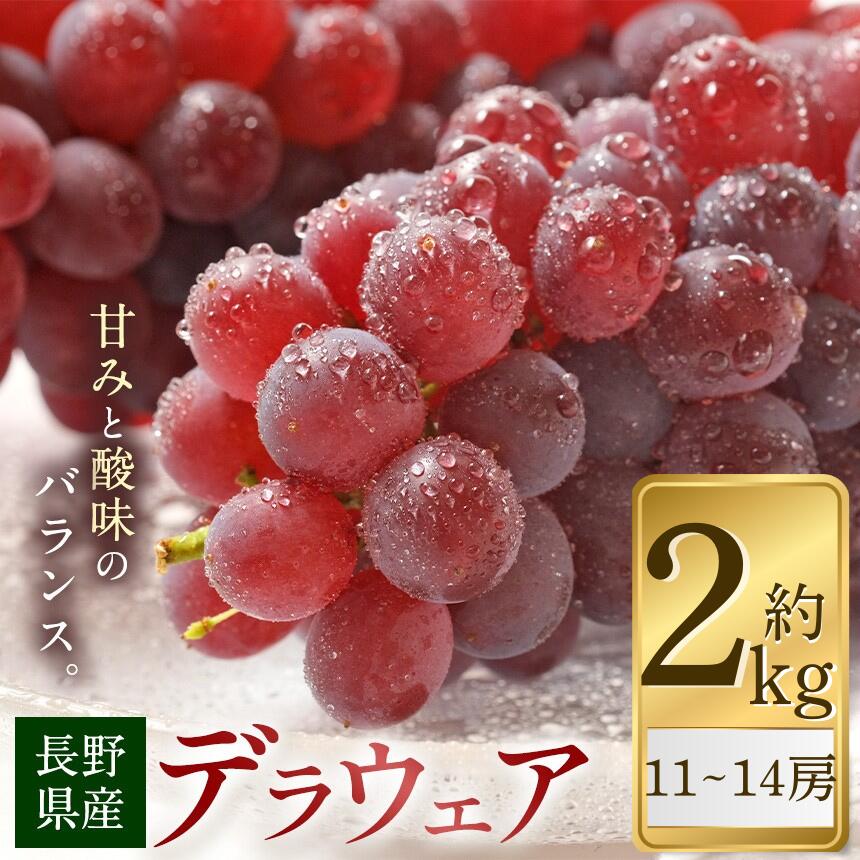 【ふるさと納税】【2026年先行予約】デラウェア 約2kg (11～14房)【8月下旬～9月下旬にかけて順次発送予定】 | ぶどう 葡萄 ブドウ くだもの 果物 フルーツ デラウェア 先行 先行予約 旬 信州 塩尻市 長野