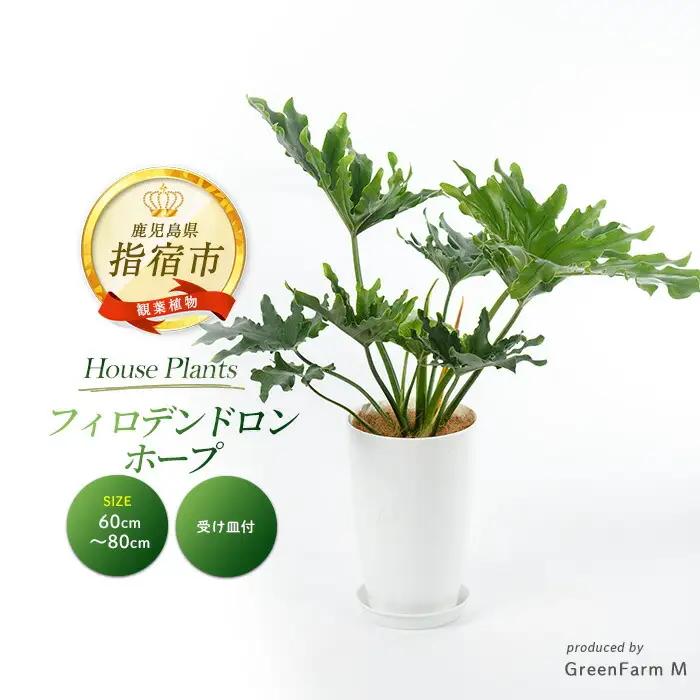 【観葉植物】フィロデンドロン・ホープ 60cm～80cm Green Farm M IB075-026 観葉植物 ※北海道・沖縄・離島配送不可