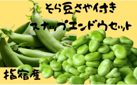 【2025年1月中旬～発送】さや付きそら豆約1.5kgとスナップエンドウ約1kgのセット(アグリスタイル/A-207) そらまめ ソラマメ えんどう 旬 野菜 サラダ 冬 指宿 鹿児島