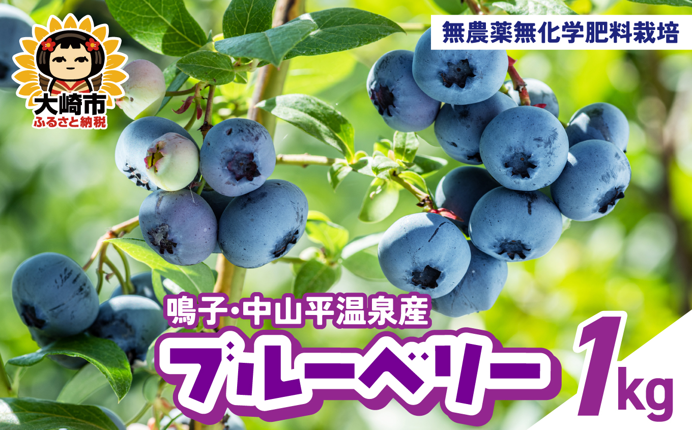 無農薬無化学肥料栽培 鳴子・中山平温泉産ブルーベリー1kg ｜ ku001-1kg