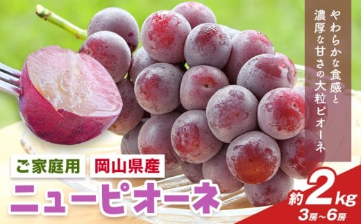 【2026年先行予約】岡山県産 ご家庭用 ニューピオーネ詰合せ 計2kg 株式会社はちや《2026年8月下旬-9月下旬頃出荷》岡山県 浅口市 ぶどう 葡萄 フルーツ ギフト 果物 デザート 国産 送料無料【配送不可地域あり】