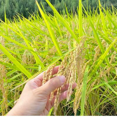 ふるさと納税 潮来市 【毎月定期便】栽培期間出来るだけ農薬を減らして作る「かすみ米」白米10kg全12回 |  | 02