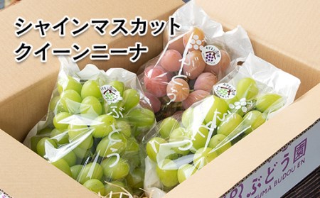 【先行予約】シャインマスカット＆クイーンニーナ　約2.2kg　西都産完熟ぶどう味比べ　水間ぶどう園＜2-3＞