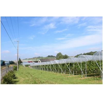 ふるさと納税 三次市 TOMOEワイン2本セットB |  | 03
