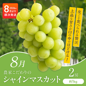【定期便 6回】旬の恵み！福岡フルーツ定期便 _ 定期便 6回 フルーツ 完熟 マンゴー シャインマスカット 黒イチジク ビオレソリエス キウイ 甘うぃ 柿 福岡県GAP 秋王 あまおう いちご グル