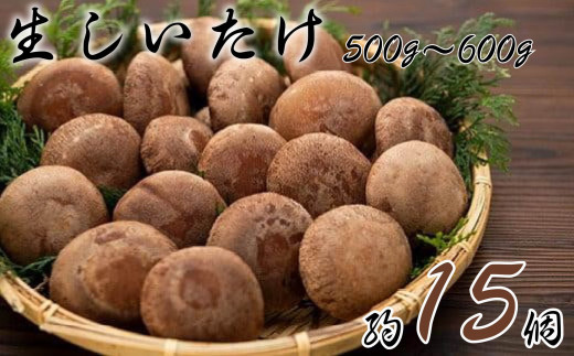 生椎茸（ 約500～600g 15個程度 ） 生しいたけ しいたけ 椎茸 きのこ ふるさと納税 送料無料 千葉県 銚子市 七河農場株式会社