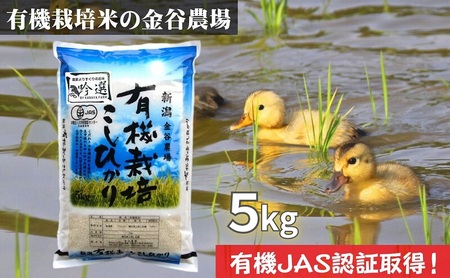 新潟県産JAS有機栽培米コシヒカリ 玄米5kg｜こしひかり コシヒカリ 米 お米 こめ おすすめ 人気 ふるさと納税 有機栽培 新潟 新潟県産 にいがた 上越 上越産