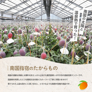 完熟マンゴー！いぶすきの温泉熱で育てた温泉完熟マンゴー約2kg4～6個【2024年 発送】(T＆P/S-002）マンゴー 完熟マンゴー マンゴージェラート