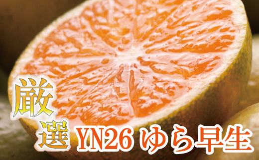 【先行予約】プレミアム有田みかん10kg+250g（傷み補償分）10月より発送(ゆら早生)/ みかん ミカン 有田みかん 柑橘 フルーツ 果物 和歌山 オレンジ【ikd213】