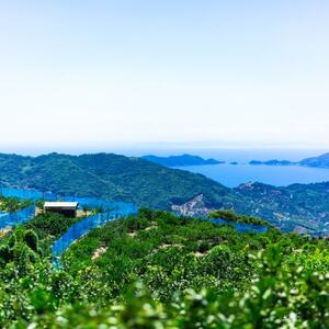 【凛とした酸味、極まる。】グリーンレモン　4kg【C64-89】【1636540】