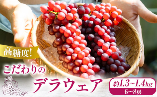 【先行予約】高糖度！ こだわりのデラウェア 約1.3kg~1.4kg (6~8房) 優樹農園《6月中旬-7月中旬頃出荷》大阪府 羽曳野市 デラウェア 葡萄 ぶどう 果物 フルーツ