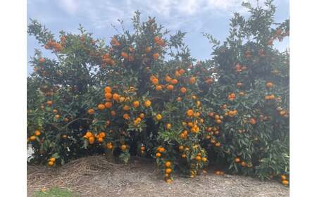 数量限定！ 温州みかん「ひめのか」を開発した愛媛県果樹研究センターが栽培！ 温州みかん（愛媛県オリジナル品種 ひめのか） 2kg 1箱  果物 くだもの フルーツ 柑橘 かんきつ 【2026年1月上旬