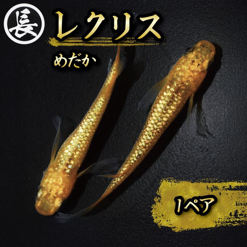 【ふるさと納税】 魚介 魚類 魚 レクリス 1ペア めだか 飼育 水槽 インテリア 生物 鑑賞 美 静岡県 牧之原市 丸長