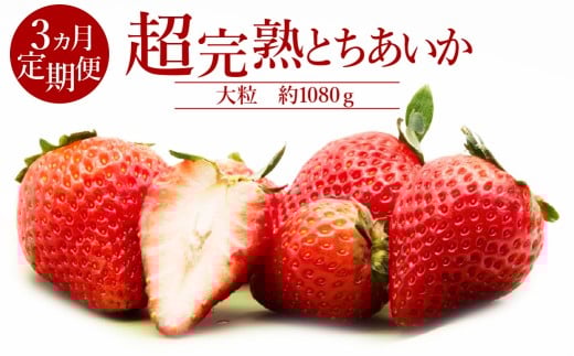 【先行受付：1月中旬以降発送】＜3回定期便＞いちご「茂木完熟いちご」　篠崎さんが育てた 朝どれ とちあいか 大粒 約270g×4パック 合計 約1080g | いちご イチゴ 苺 とちあいか 完熟 果物 フルーツ くだもの 甘い あまい 旬 産地直送 栃木県産 篠崎いちご園 栃木県 茂木町