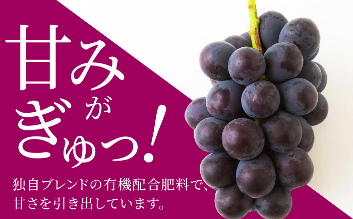 加温ハウスぶどうのプレミアムセット