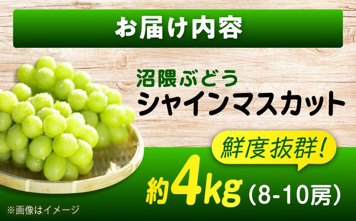 数量限定/9月上旬～9月下旬頃発送 沼隈ぶどう「シャインマスカット」 約2kg×2(8～10房) 広島県福山市/福山市農業協同組合　沼隈グリーンセンター ぶどう ブドウ 葡萄 種なし 大粒 マスカット