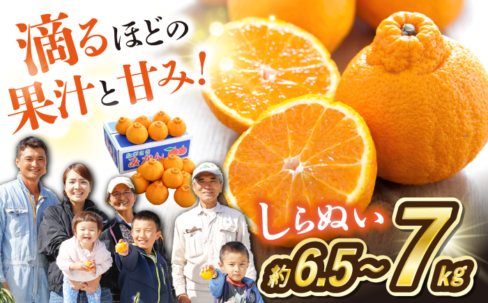 【2026年3月より順次発送】【春柑橘】不知火（しらぬい）約6.5〜7kg＜川添みかん園＞ [CCT010] みかん