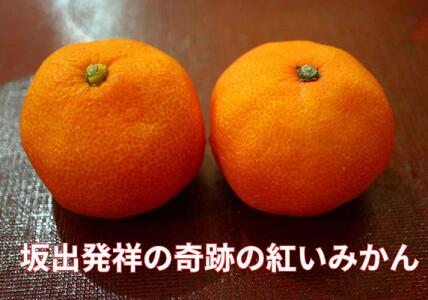 小原紅早生みかん（露地）約3.0kg